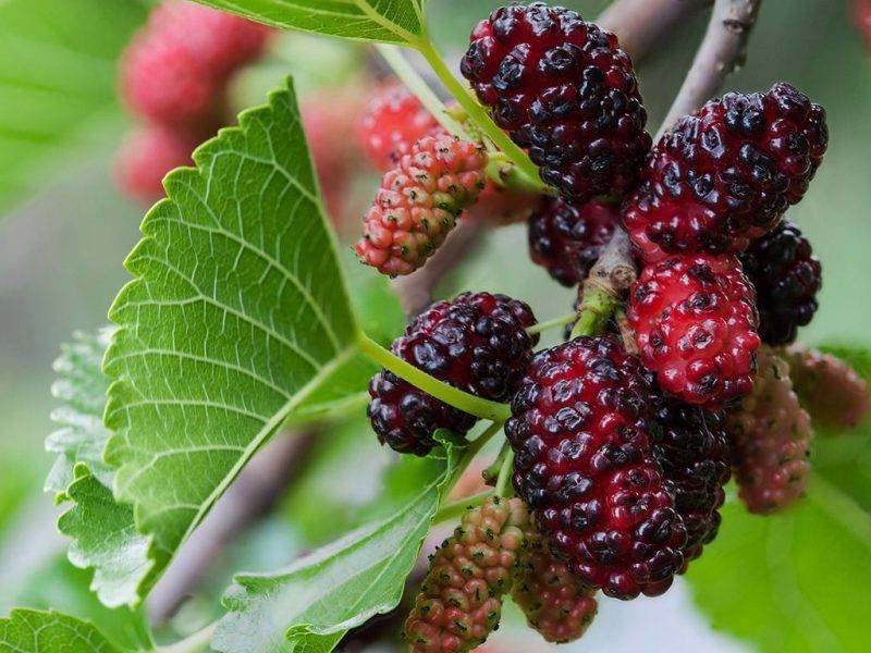 Шелковица купить саженцы из питомнике в Кизляре