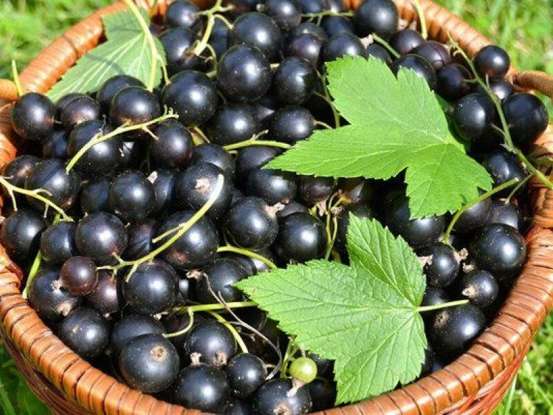 Смородина купить саженцы из питомника в Кизляре