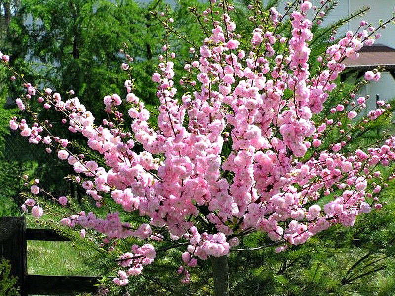 Миндаль купить саженцы из питомника в Кизляре