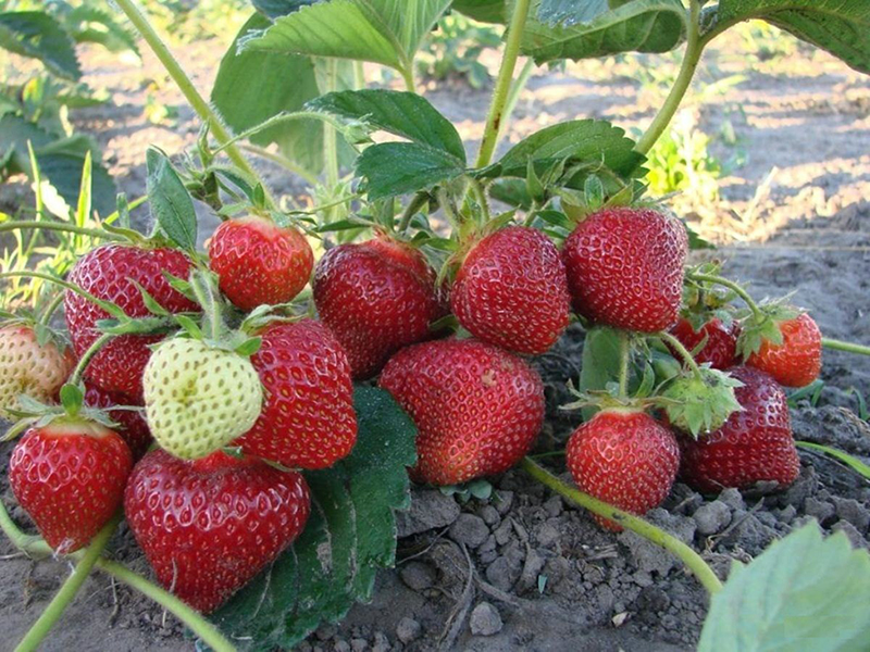 Клубника купить саженцы из питомника в Кизляре