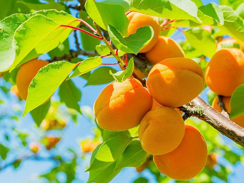 Абрикос купить саженцы из питомнике в Кизляре