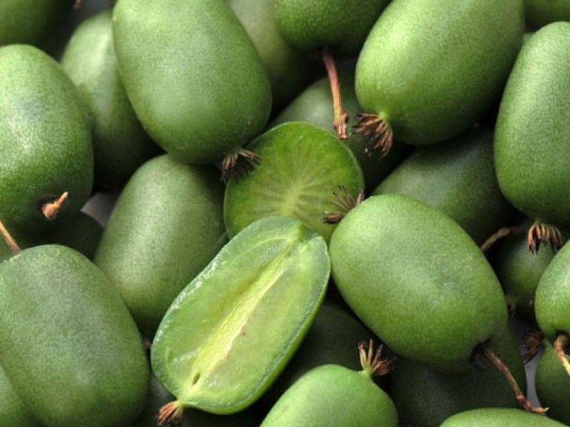 Актинидия купить саженцы из питомнике в Кизляре