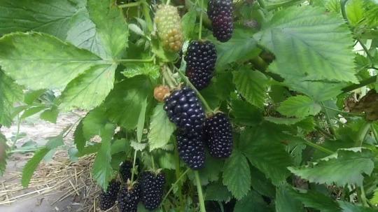 Ежевика "ПРАЙМ АРК 45"
