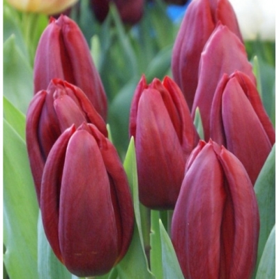 Тюльпан "СУПЕРМОДЕЛЬ" (5 штук)