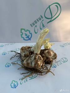 Лилия "ЭПРИКОД ФАДЖ" 3 штуки (размер 18/20)