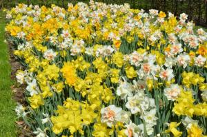 Нарцисс МИКС 25 шт.